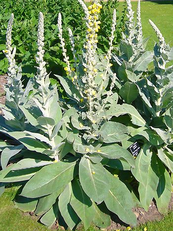 Königskerze, Verbascum densiflorum