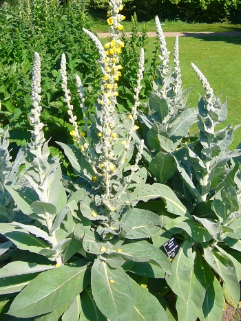 Königskerzen (Verbascum): hohe, kerzenförmige Blütenstände mit gelben Blüten über großen, graufilzigen Blattrosetten