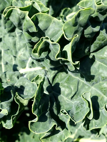 Kohl (Brassica oleracea): große, gewellte, blaugrüne Kohlblätter in Nahaufnahme