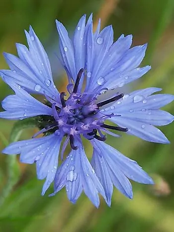 Kornblume (Centaurea cyanus): leuchtend blaues Blütenköpfchen mit trichterförmigen Randblüten und violetter Mitte