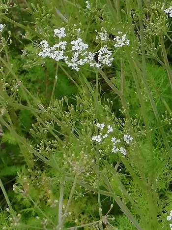 Echter Kümmel (Carum carvi): kleine weiße Doldenblüten über fein gefiederten Blättern