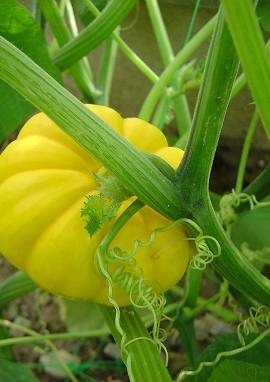 Kürbis Kürbis, Cucurbita pepo