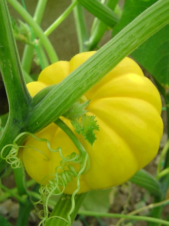 Kürbis (Cucurbita pepo): gelbe, flach gerippte Frucht an der Pflanze zwischen Ranken und Stängeln