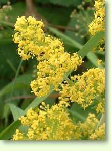 Labkraut / Galium verum