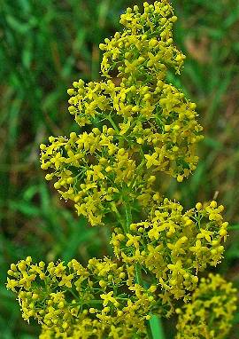 Labkraut, Galium verum