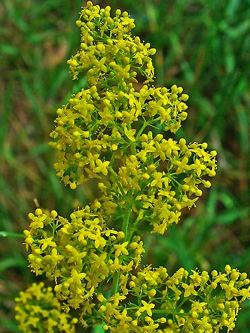 Labkraut, Galium verum