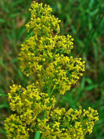 Echtes Labkraut (Galium verum): dichte Rispen mit vielen kleinen, gelben, vierzipfeligen Blüten
