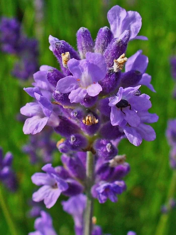 Echter Lavendel (Lavandula angustifolia): Blütenähre mit hellvioletten Lippenblüten in Nahaufnahme