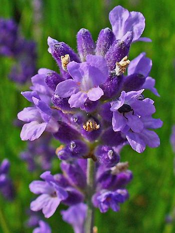 Lavendel, Lavandula angustifolia