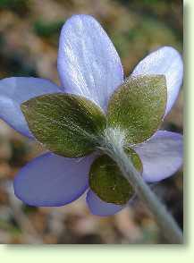 Leberblümchen / Anemone hepatica