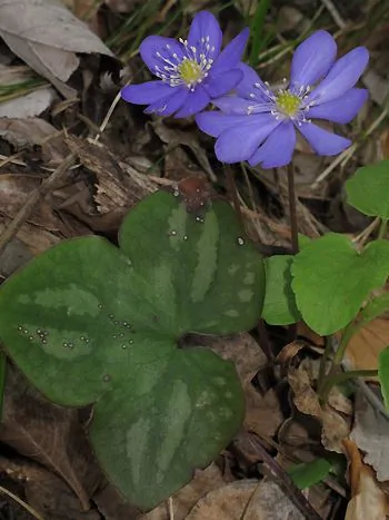 Leberblümchen (Hepatica nobilis): blauviolette Blüten mit weißen Staubblättern über dreilappigen, marmorierten Blättern