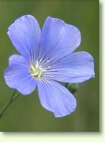 Lein / Linum usitatissimum