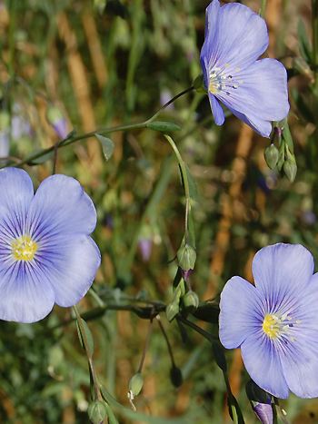 Lein, Linum usitatissimum