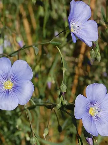 Gemeiner Lein (Linum usitatissimum): himmelblaue, fünfzählige Blüten mit gelber Mitte an zarten Stängeln mit Samenkapseln