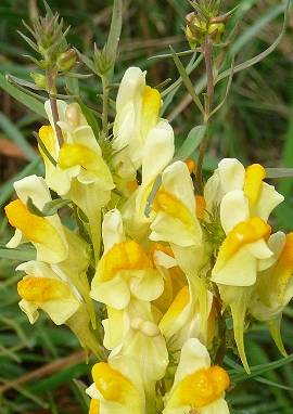 Leinkraut Leinkraut, Linaria vulgaris