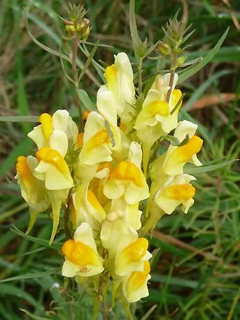 Gemeines Leinkraut (Linaria vulgaris): hellgelbe, rachenförmige Blüten mit orangegelbem Gaumen in einer dichten Traube