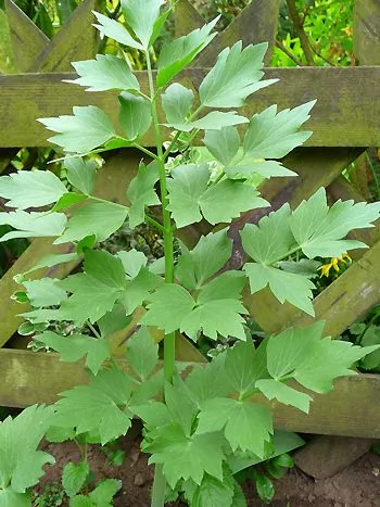 Liebstöckel (Levisticum officinale): aufrechte Pflanze mit glänzend grünen, gefiederten und gezähnten Blättern vor einem Holzzaun