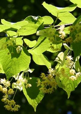 Winterlinde Winterlinde, Tilia cordata