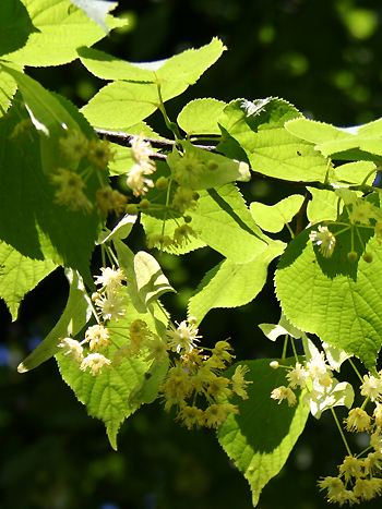 Winterlinde, Tilia cordata