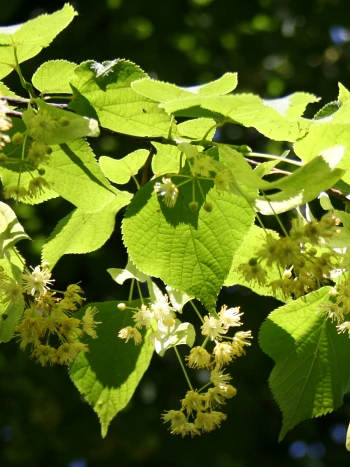 Winterlinde (Tilia cordata): Zweig mit herzförmigen, gesägten Blättern und hellgelben Blütenständen im Gegenlicht