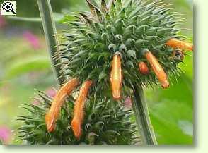 Leonotis leonorus, Löwenschwanz