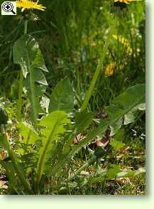 Taraxacum officinale, Löwenzahn