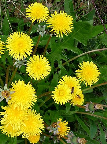 Löwenzahn, Taraxacum officinale