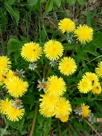 Löwenzahn (Taraxacum officinale): zahlreiche leuchtend gelbe Blütenköpfe über tief eingeschnittenen Blättern