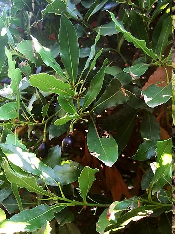 Echter Lorbeer (Laurus nobilis): Zweig mit dunkelgrünen, ledrigen Blättern und gelblich-weißen Blütenbüscheln