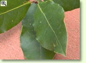 Laurus nobilis Blätter