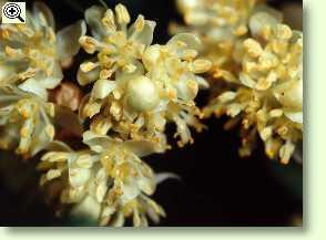Laurus nobilis Blüten