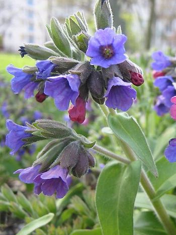 Lungenkraut, Pulmonaria officinalis