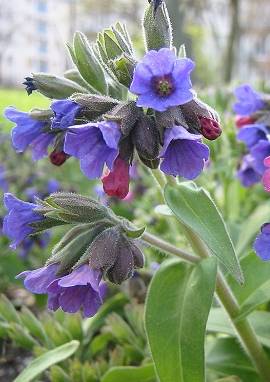 Lungenkraut Lungenkraut, Pulmonaria officinalis