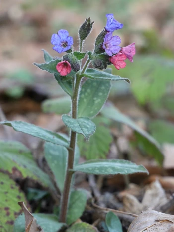 Echtes Lungenkraut (Pulmonaria officinalis): violettblaue und rötliche Blüten an behaarten Stängeln