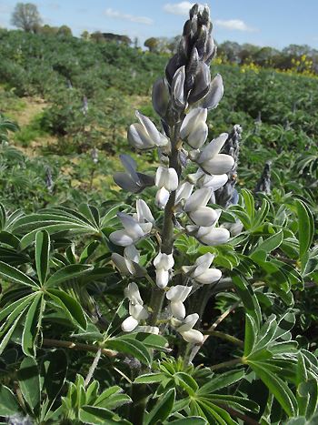 Lupine