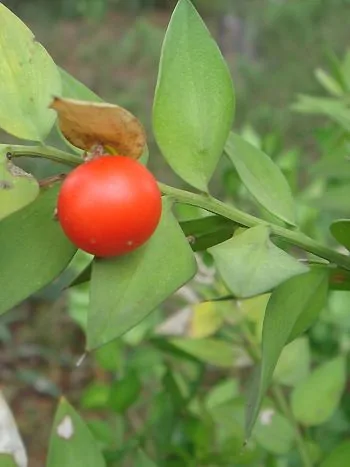 Stechender Mäusedorn (Ruscus aculeatus): immergrüne, stechend zugespitzte Kurztriebe mit einer roten Beere