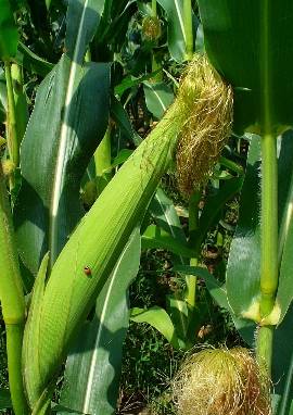 Mais Mais, Zea mays