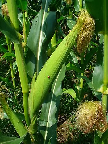 Mais (Zea mays): grüner Maiskolben in Hüllblättern mit hellem, seidigem Maisbart an der Spitze