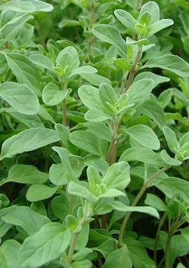 Majoran Majoran, Origanum majorana