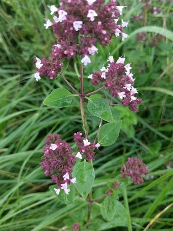 Wilder Majoran (Origanum vulgare): rosaviolette Blütenstände an rötlich überlaufenen Stängeln