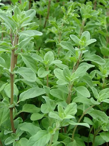 Majoran (Origanum majorana): dicht beblätterte Triebe mit kleinen, ovalen, graugrünen Blättern an rötlichen Stängeln