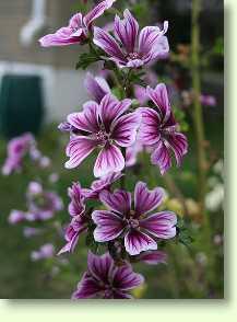 Malve / Malva sylvestris