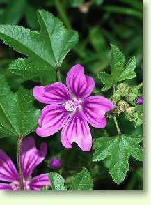 Malve / Malva sylvestris