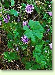 Malve / Malva sylvestris