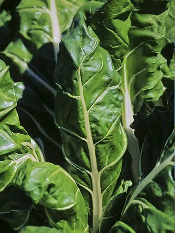 Mangold (Beta vulgaris subsp. vulgaris): große, glänzend grüne Blätter mit kräftigen Blattstielen
