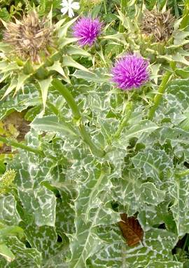 Mariendistel Mariendistel, Silybum marianum