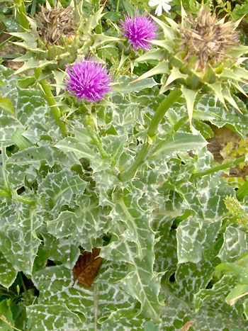 Mariendistel, Silybum marianum