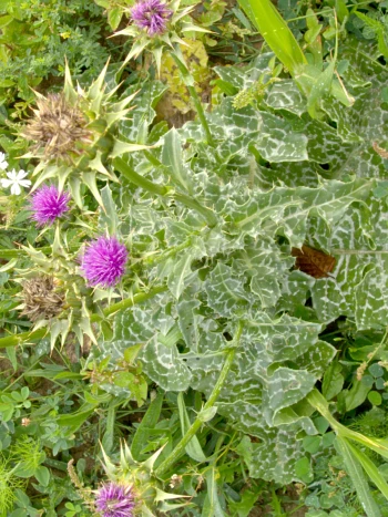 Mariendistel (Silybum marianum): purpurviolette Blütenköpfe mit dornigen Hüllblättern über weiß geaderten, dornigen Blättern