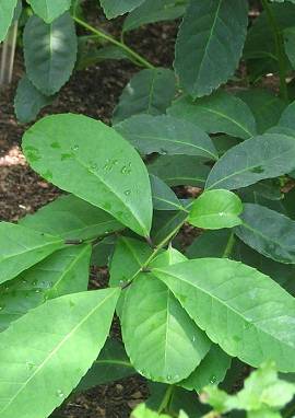 Mate Mate, Ilex paraguariensis
