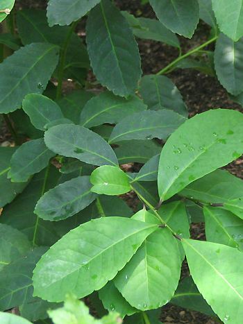 Mate, Ilex paraguariensis